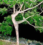 Pohon aneh